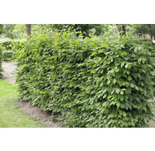Häck med gröna blad i trädgården