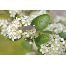 Blommor och blad av aronia