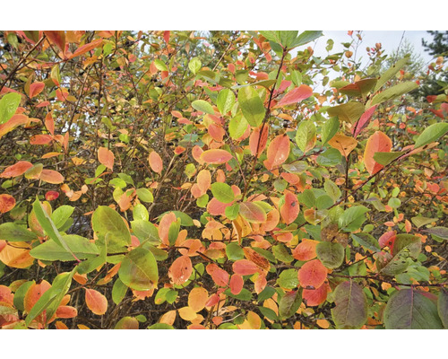 Prydnadsapel med mångfärgade blad på hösten