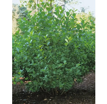 Bilden visar en buske med gröna blad.