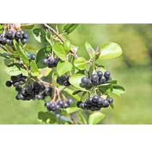 Aronia gren med mogna bär och blad