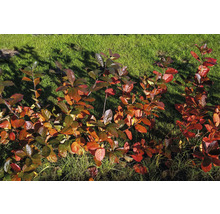 Aronia buskar med röda blad i trädgården