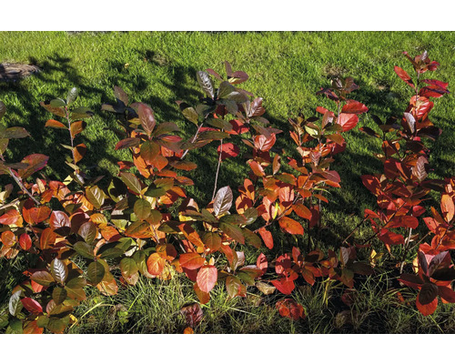 Aronia buskar med röda blad i trädgården