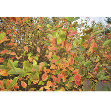 Trädgårdstry buske med höstlöv