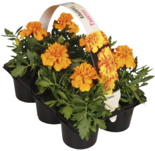Tagetes i kruka