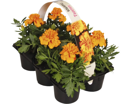 Tagetes i kruka