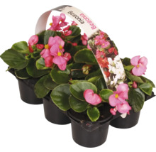 Begonia i svart kruka med rosa blommor