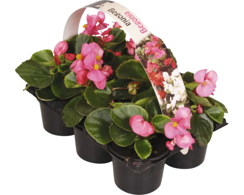 Begonia i svart kruka med rosa blommor