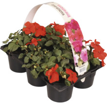 Flitiga Lisa kruka med sex plantor