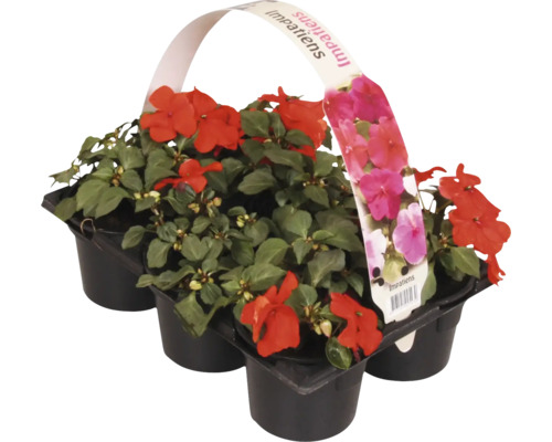 Flitiga Lisa kruka med sex plantor