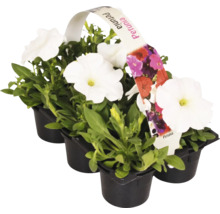 Petuniaset med vita blommor i svarta krukor