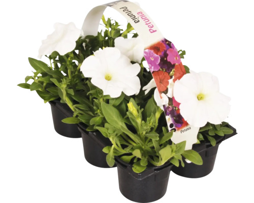 Petuniaset med vita blommor i svarta krukor