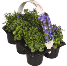 Lobelia set i planteringskärl