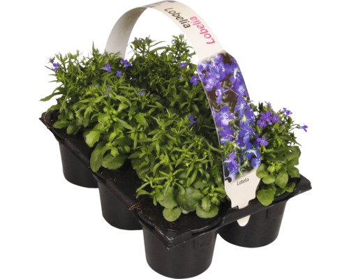 Lobelia set i planteringskärl