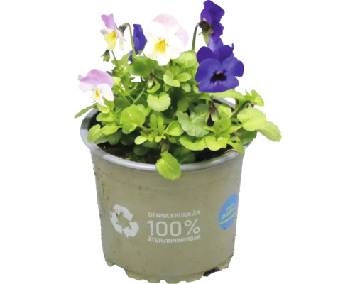 Penséer i en kruka som är 100 procent återvinningsbar