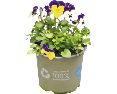 Penséer i kruka med återvinningssymbol