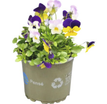 Pensée Viola multicolor 12cm