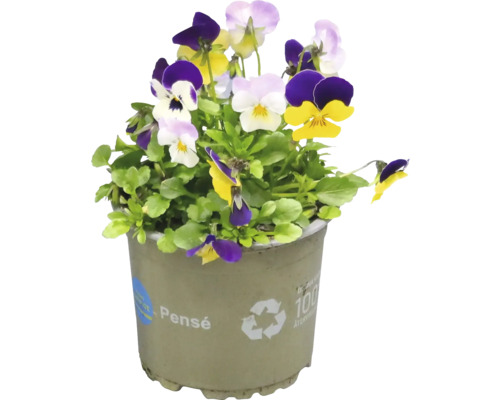 Penséer i kruka med återvinningssymbol