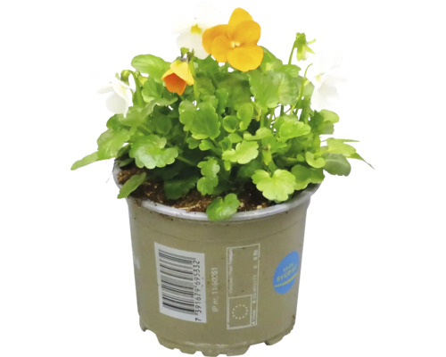 Hornviol i kruka med gula och vita blommor