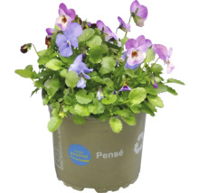 Blomkruka med penséer