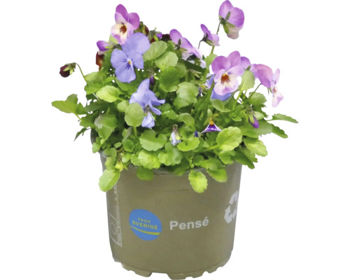 Blomkruka med penséer