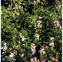 Rosenträdgård med gröna blad och rosa blommor
