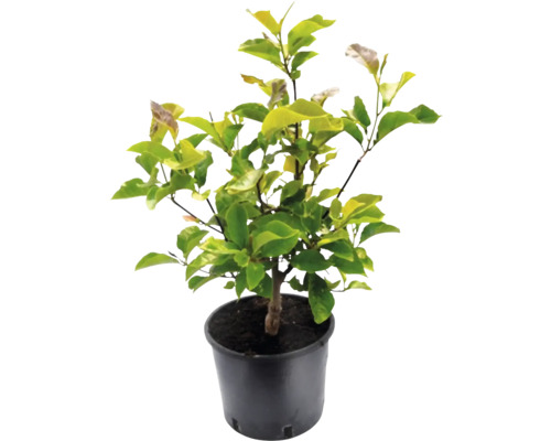 Magnolia i kruka med gröna blad