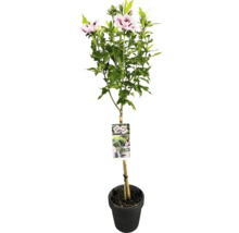 Frilandshibiskus stammad FLORASELF Hibiscus syriacus 'Starburst Chiffon' stamhöjd 50cm Co 3L halvfyllda blommor