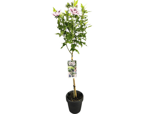 Frilandshibiskus stammad FLORASELF Hibiscus syriacus 'Starburst Chiffon' stamhöjd 50cm Co 3L halvfyllda blommor Frilandshibiskus stammad FLORASELF Hibiscus syriacus 'Starburst Chiffon' stamhöjd 50cm Co 3L halvfyllda blommor