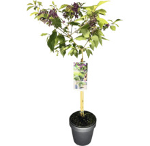 Fjärilsbuske i kruka med blad och lila blommor