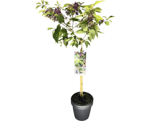 Glasbär uppstammad FLORASELF Callicarpa bodinieri 'Profusion' stamhöjd 50cm Co 3L Fjärilsbuske i kruka med blad och lila blommor