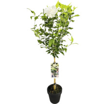 Hibiskusbuske med vita blommor i kruka