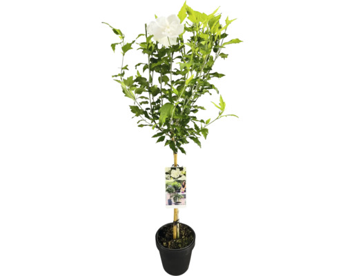 Frilandshibiskus uppstammad FLORASELF Hibiscus syriacus 'White Chiffon' stamhöjd 50cm Co 3L halvfyllda blommor Frilandshibiskus uppstammad FLORASELF Hibiscus syriacus 'White Chiffon' stamhöjd 50cm Co 3L halvfyllda blommor