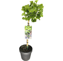 Ginkgo träd i kruka