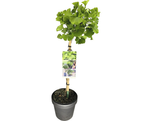 Ginkgo träd i kruka
