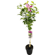 Hibiskus i kruka med blomma och gröna blad