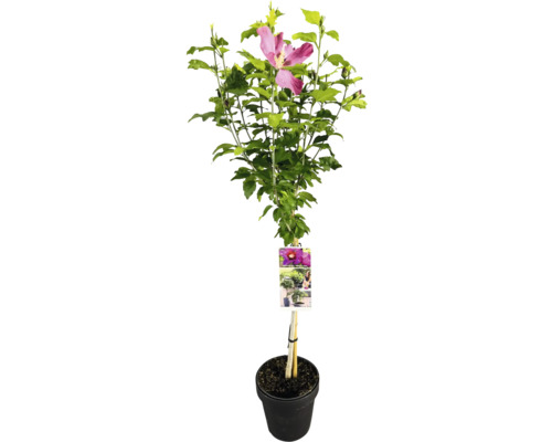 Hibiskus i kruka med blomma och gröna blad