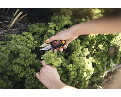 En person klipper persilja med en Fiskars örtsax.