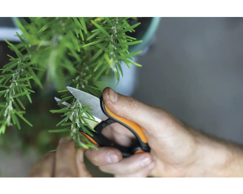 En person beskär rosmarin med en trädgårdssax.