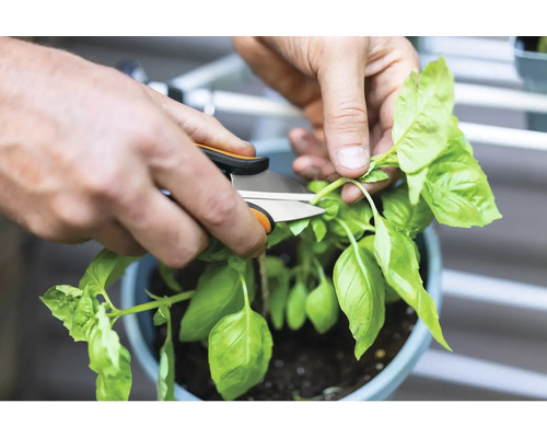 En person klipper basilika med en trädgårdssax.
