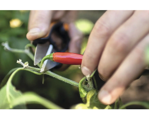 Skörd av en röd chili med en trädgårdssax