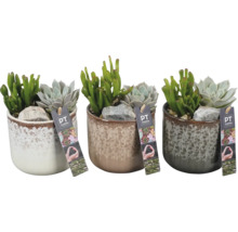 Tre krukor med suckulenter och stenar med PT Creations logotyp