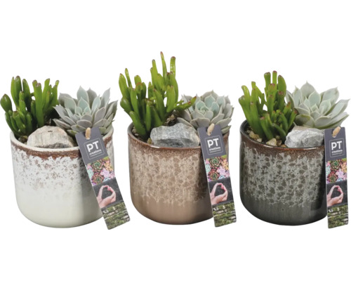 Tre krukor med suckulenter och stenar med PT Creations logotyp