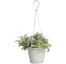 Tremastarblomma FLORASELF Tradescantia white beach 17cm krukstorlek Ø12cm