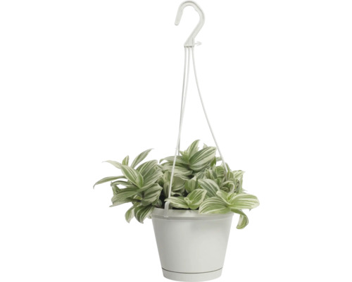 Tremastarblomma FLORASELF Tradescantia white beach 17cm krukstorlek Ø12cm