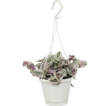 Tremastarblomma FLORASELF Tradescantia lilac 17cm krukstorlek Ø12cm