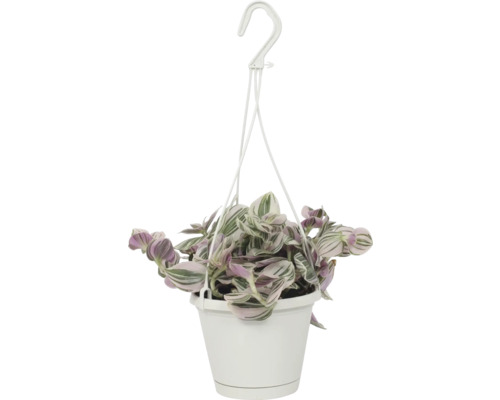 Tremastarblomma FLORASELF Tradescantia lilac 17cm krukstorlek Ø12cm