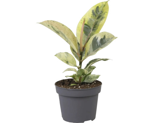 Fönsterfikus FLORASELF Ficus elastica 'Schrijveriana' ca 25cm krukstorlek Ø12cm Gummifikus krukväxt i kruka