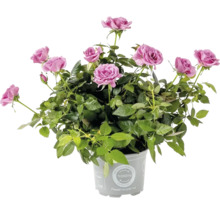 Ros FLORASELF Rosa Kordana krukstorlek Ø10,5cm lila