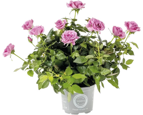Ros FLORASELF Rosa Kordana krukstorlek Ø10,5cm lila